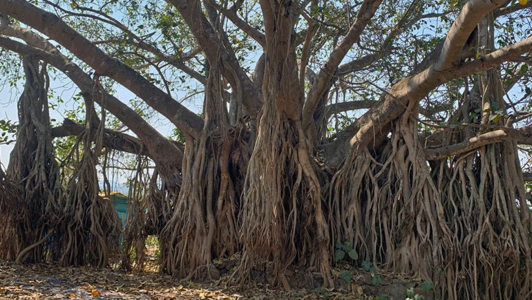 India Banyan Tree