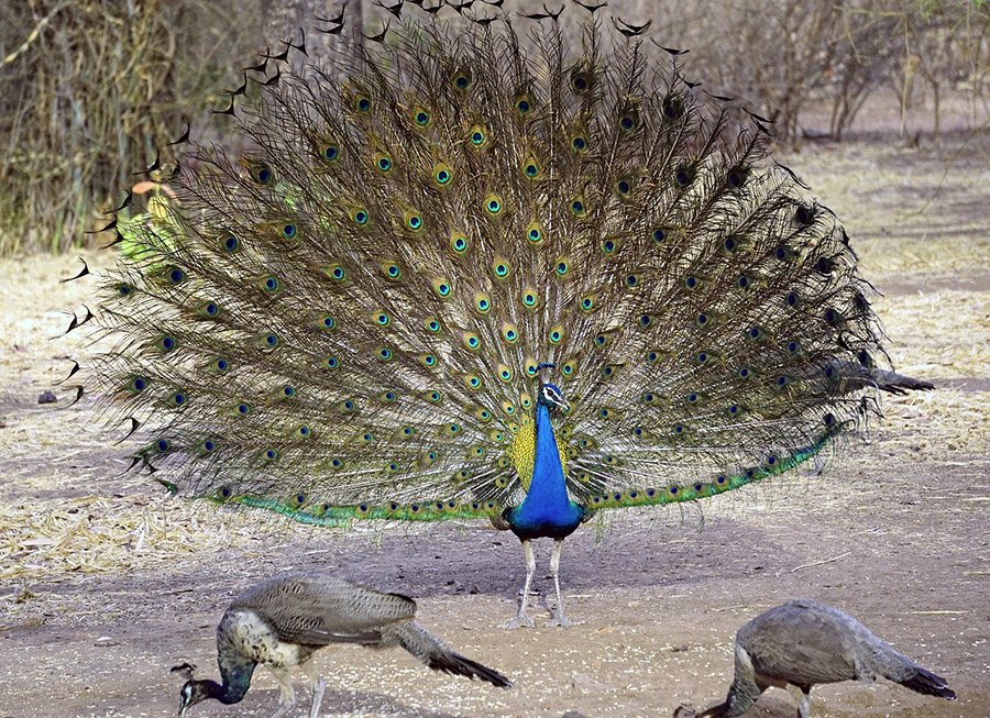 India Peacock