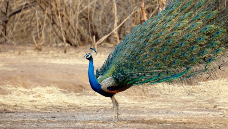 India Peacock