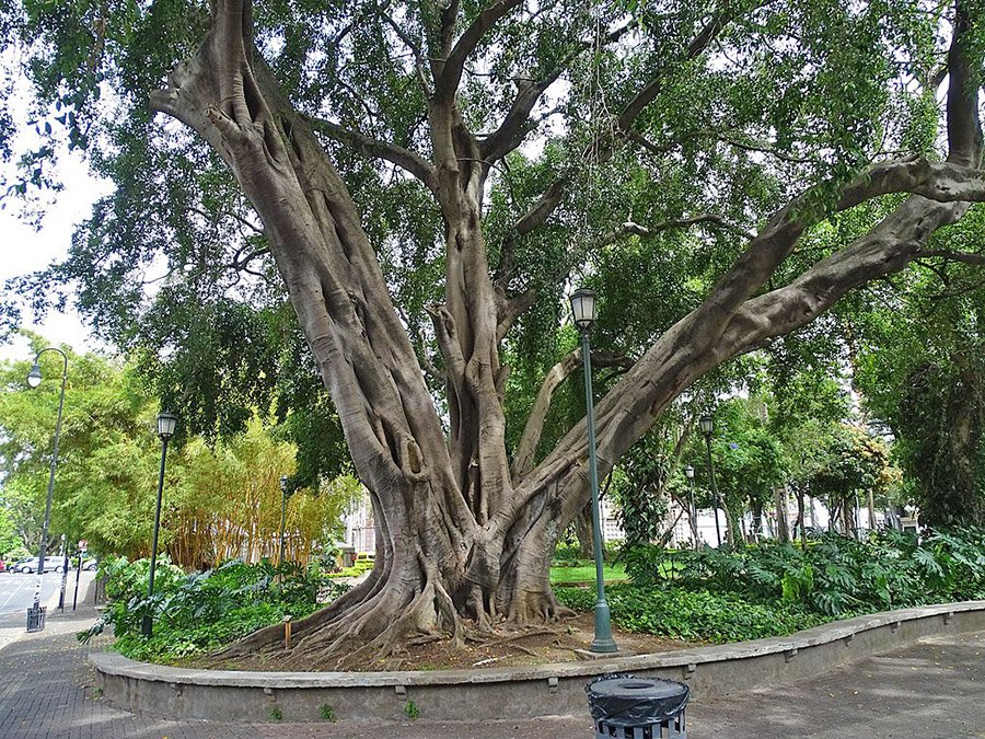 Indonesia Ficus benjamina