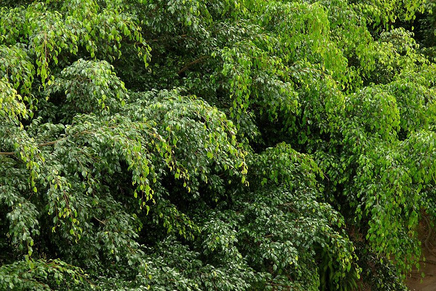 Indonesia Ficus benjamina foliage