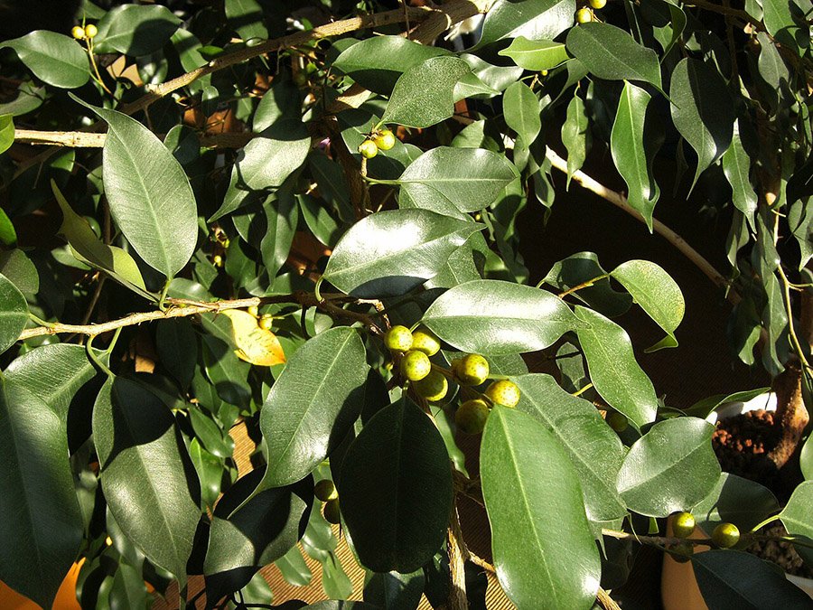 Ficus benjamina leaves and fruits