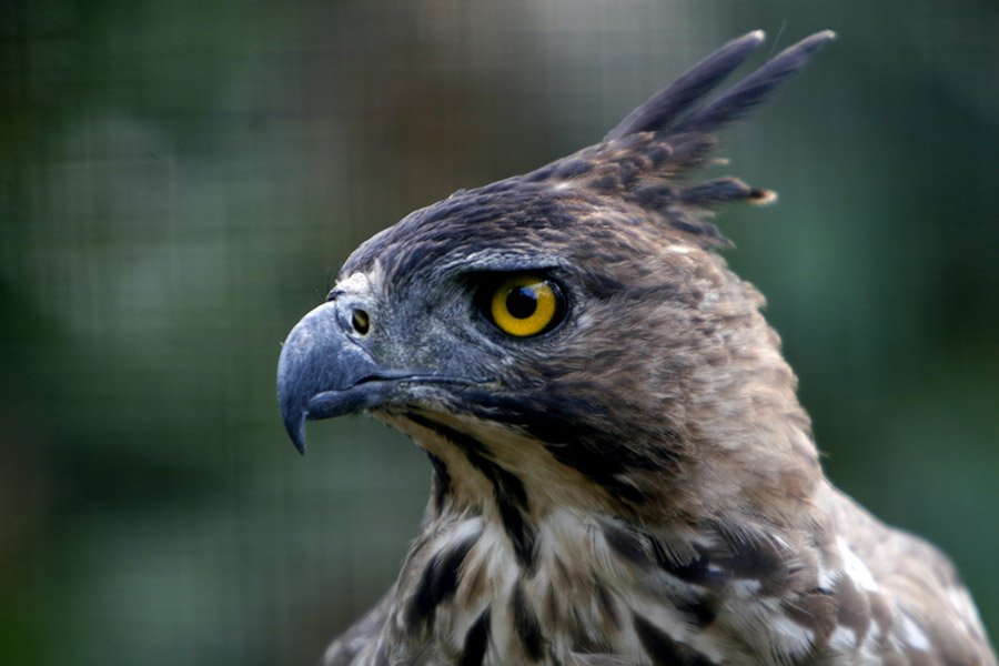 Indonesia Javan Hawk-Eagle