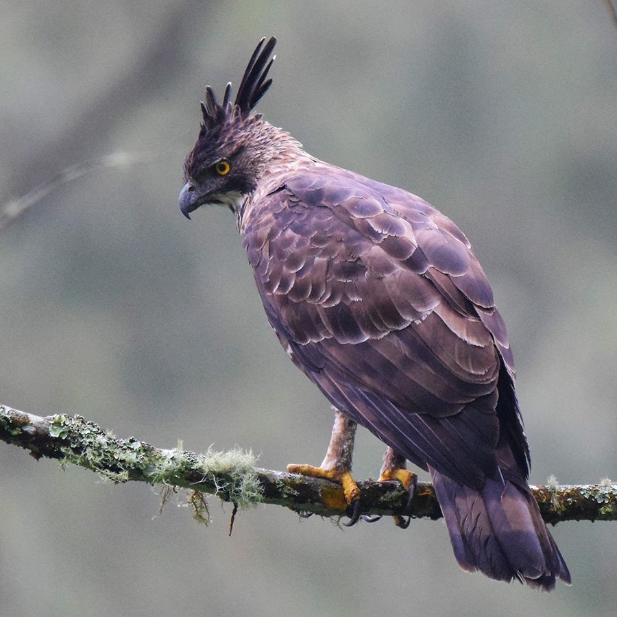 Indonesia Javan Hawk-Eagle