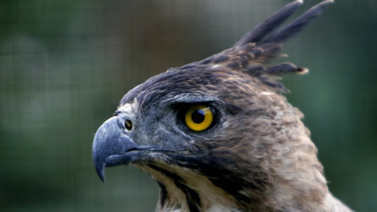 Indonesia Javan Hawk-Eagle - Hero