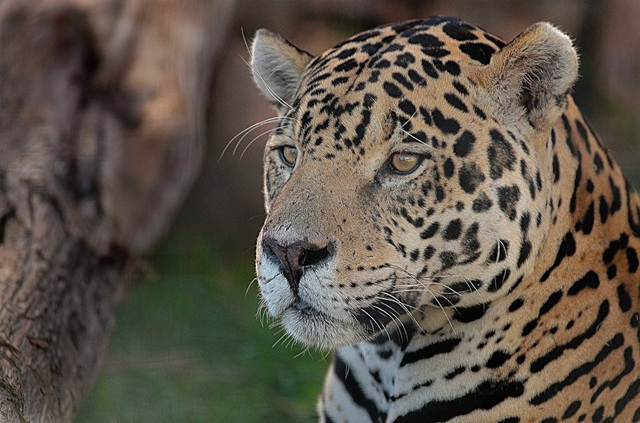 Jaguar face