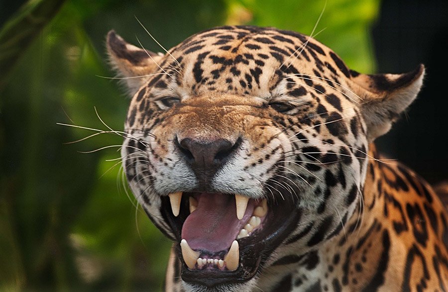 Jaguar showing teeth