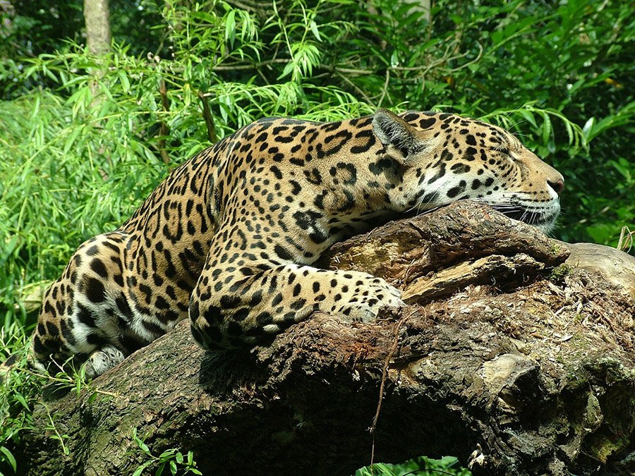 Jaguar sleeping