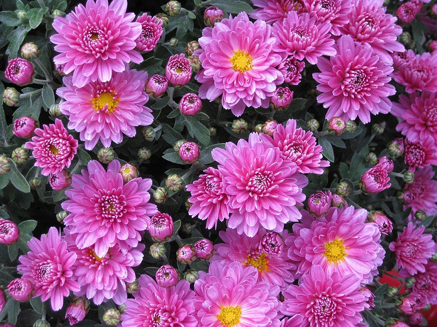 Japan Chrysanthemum