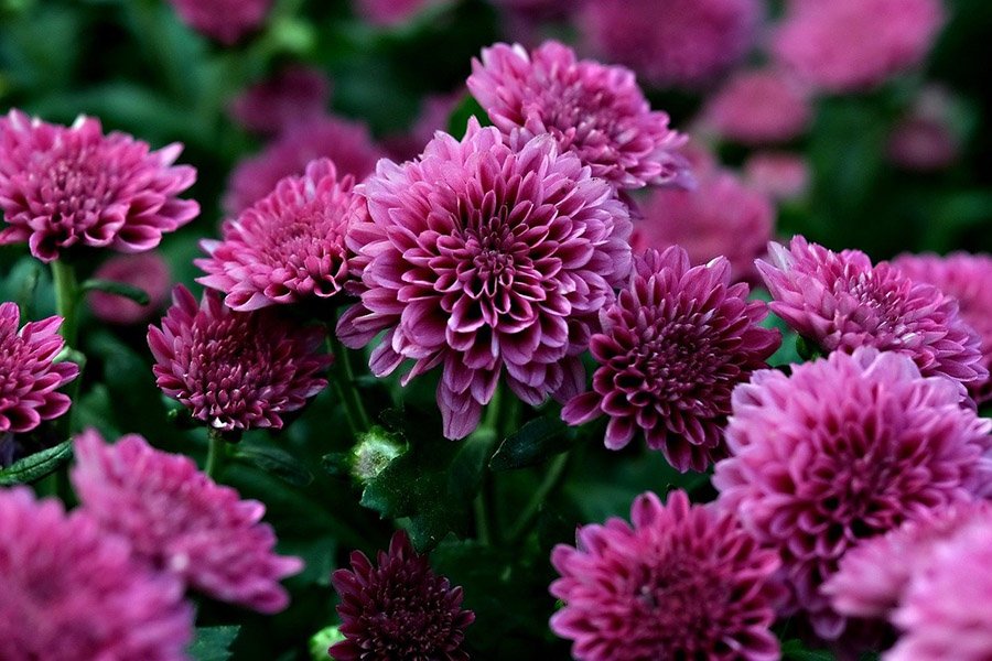 Japan Chrysanthemum