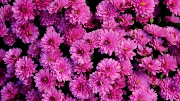 Japan Chrysanthemum - national flower