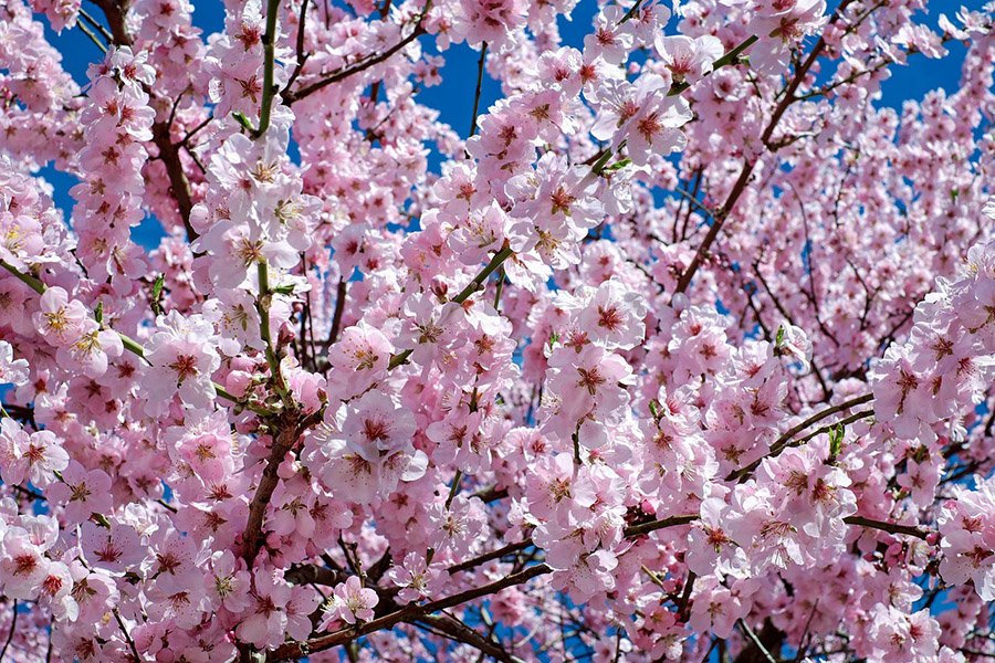 Japan Sakura