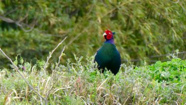 Japan Green Pheasant - National Bird