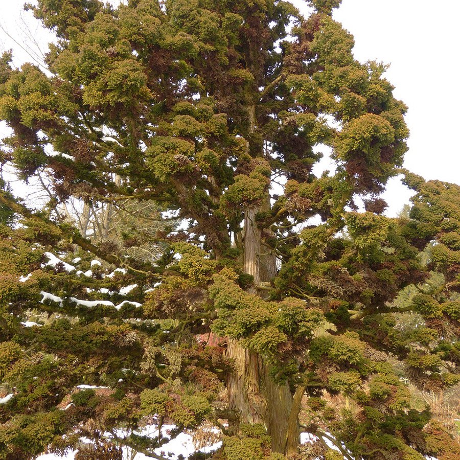 Japanese Red Cedar