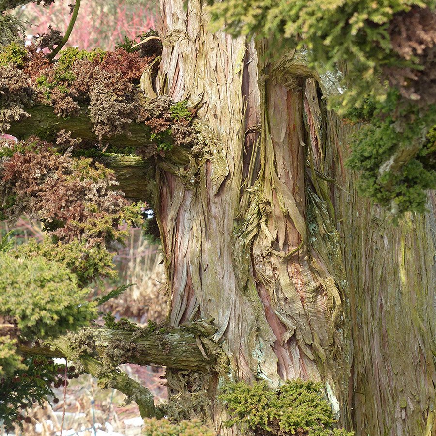 Japanese Red Cedar