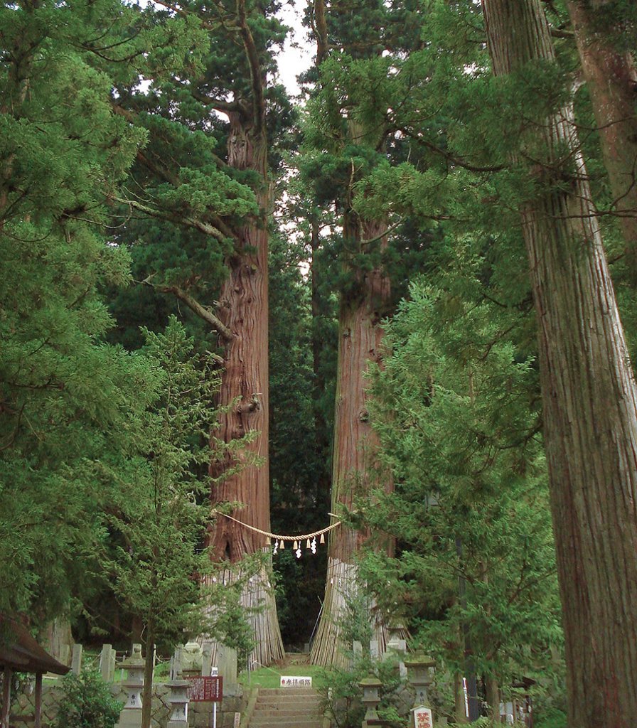 Japanese Red Cedar