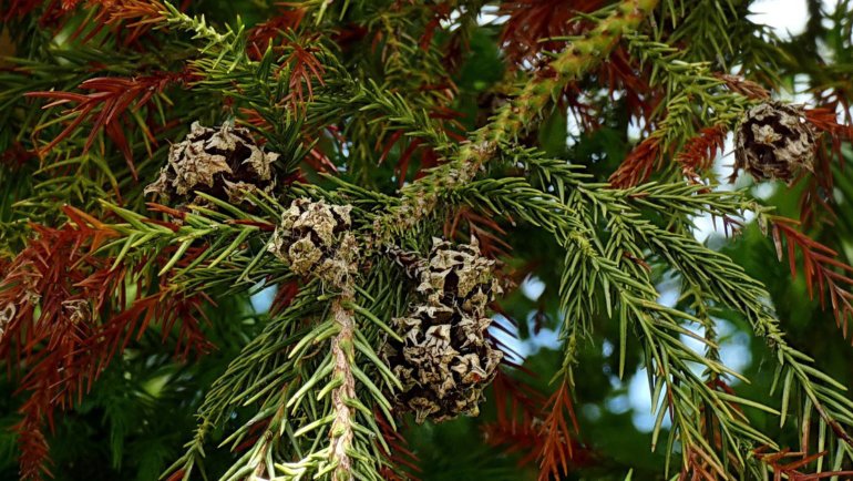 Japanese Red Cedar - National Tree