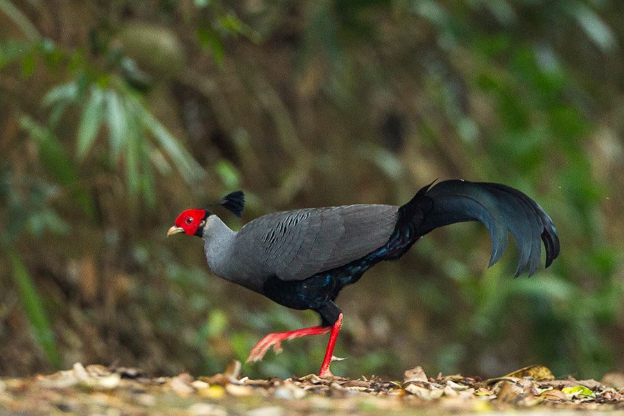 Laos Siamese Fireback