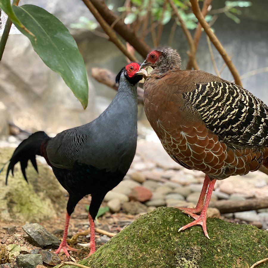 Laos Siamese Fireback