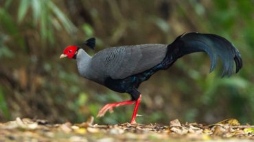 Laos Siamese Fireback - Hero