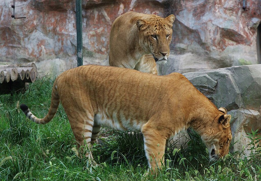 Liger couple