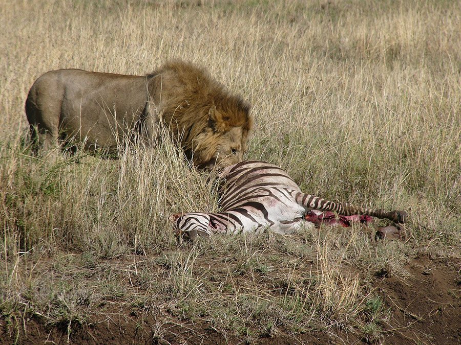 Lion eating zebra