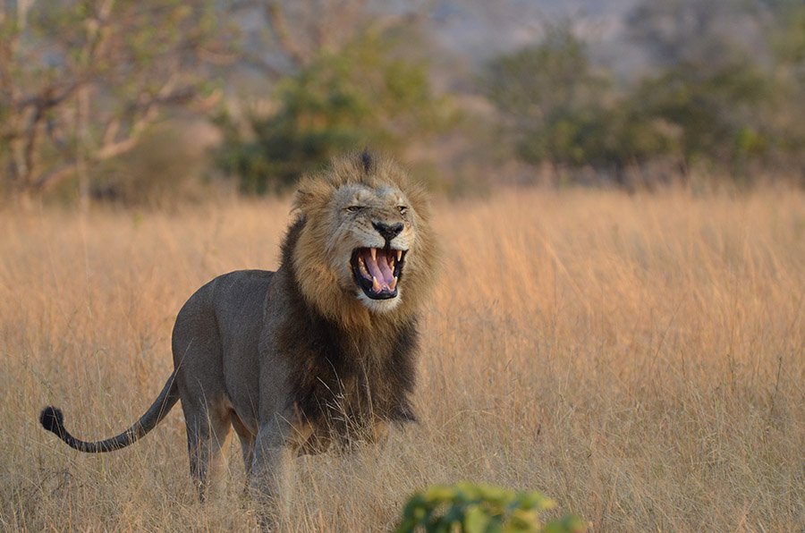 Lion in the savannah