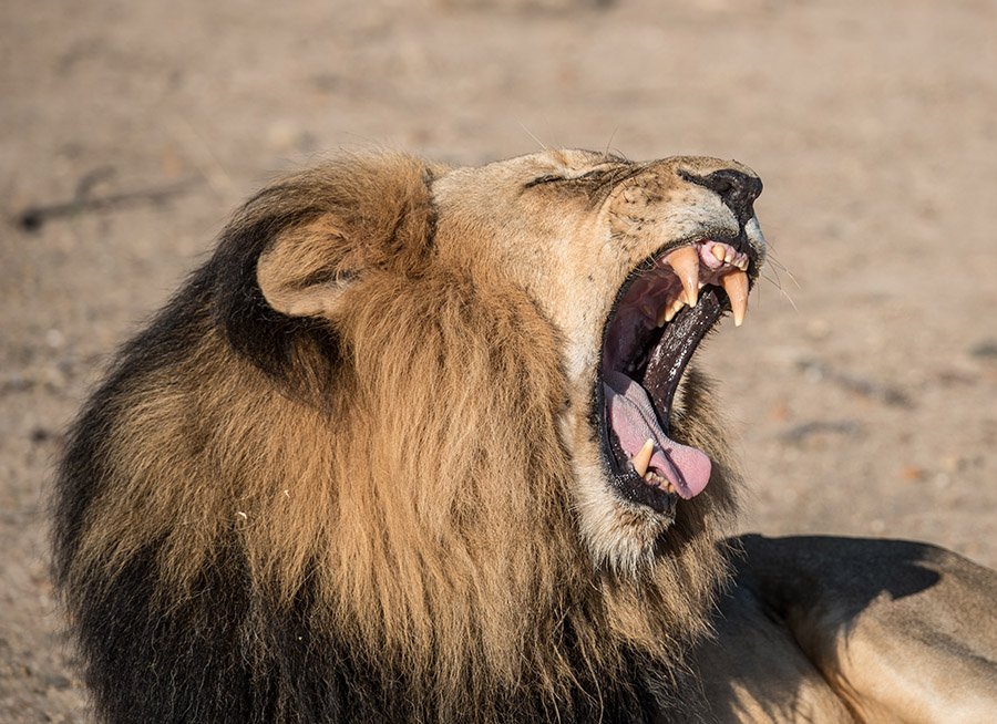 Lion roaring and showing teeth