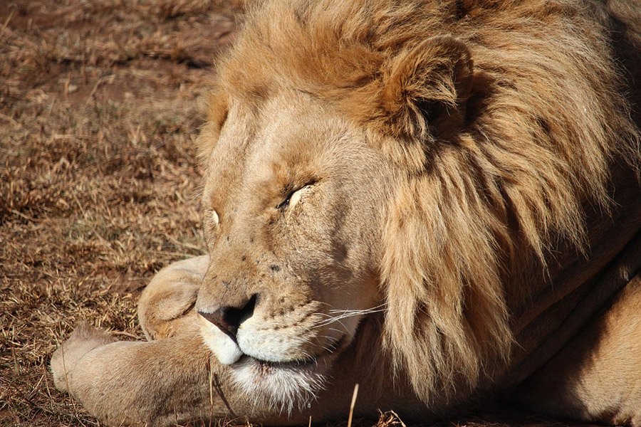 Lion sleeping in the savanna