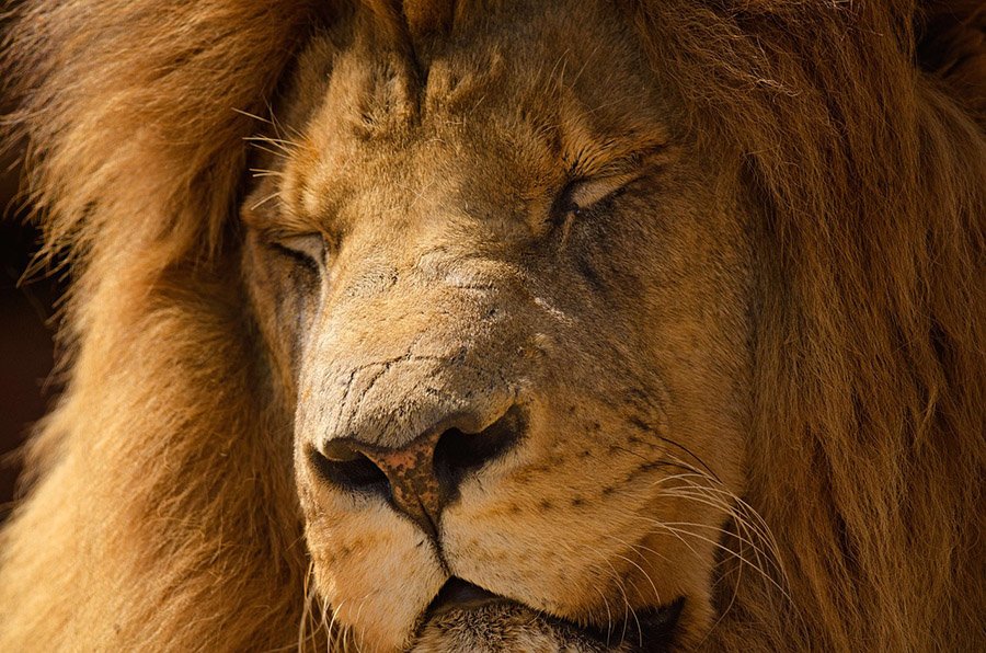 Lion sleeping portrait