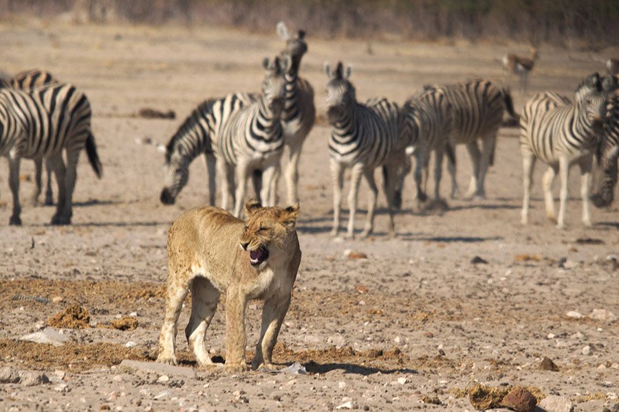 Lioness and zebras