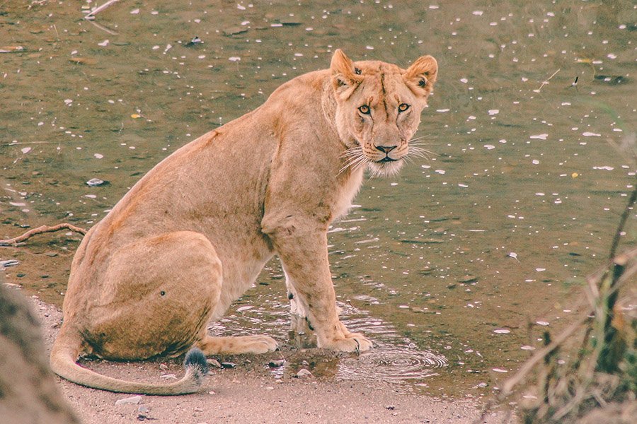 Lioness near water