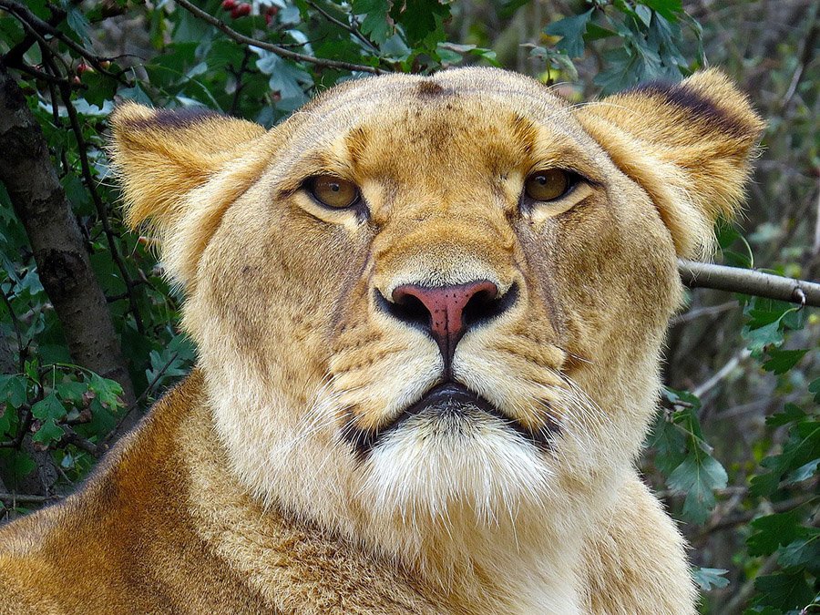 Lioness portrait