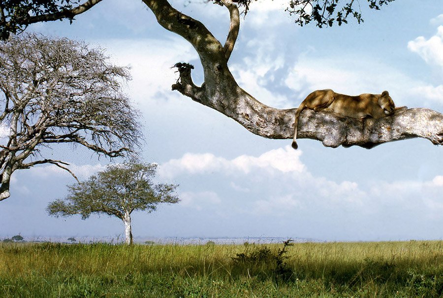 Lioness sleeping in a tree in Uganda