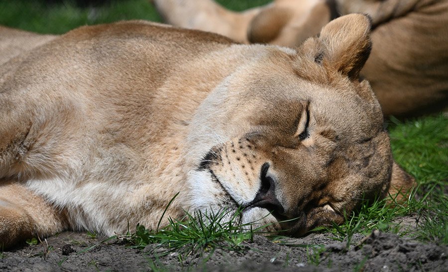 Lioness sleeping