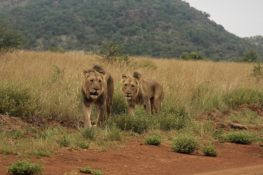 Lions in habitat