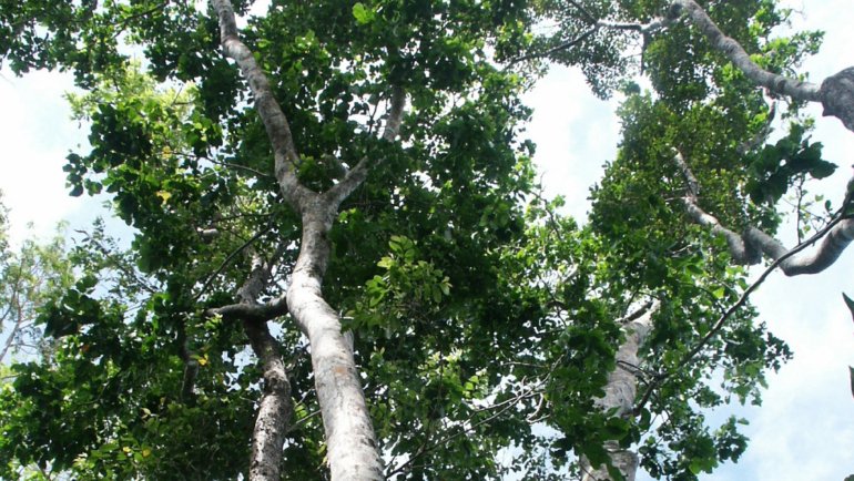 Malaysia Merbau national tree