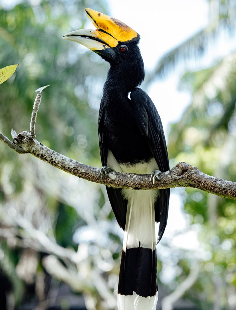 Malaysia Rhinoceros Hornbill 