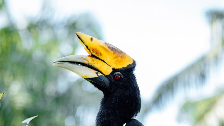 Malaysia Rhinoceros Hornbill