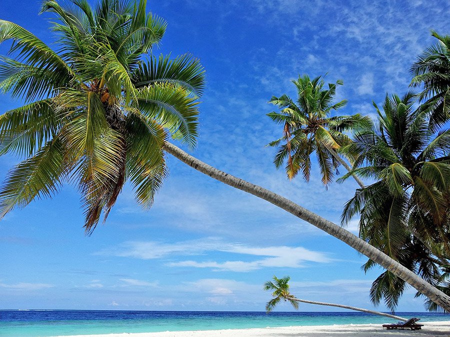 Maldives Coconut Palm