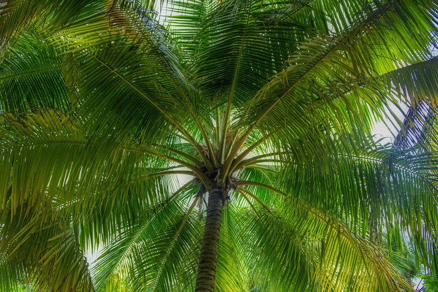 Maldives Coconut Palm