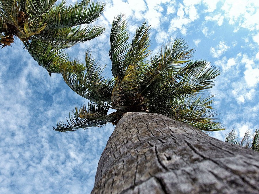 Maldives Coconut Palm