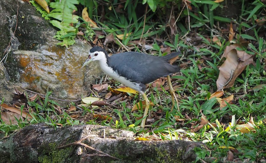 Maldives White Breasted Water-Hen 