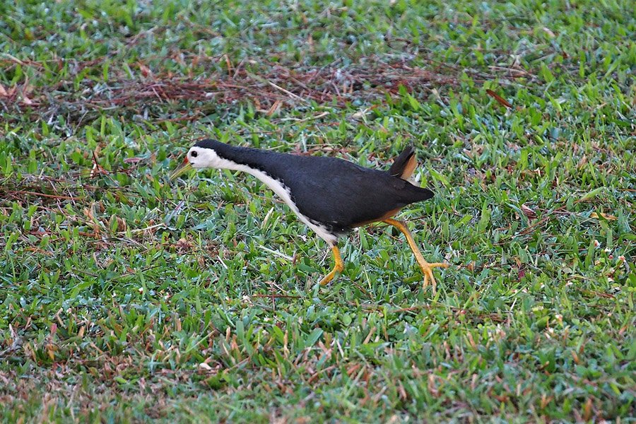 Maldives White Breasted Water-Hen 