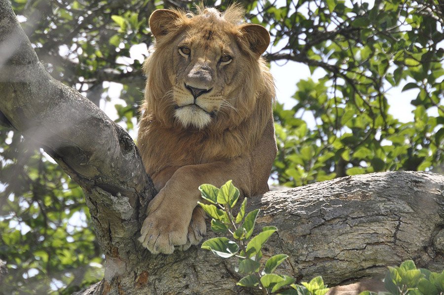 Male lion in a tree