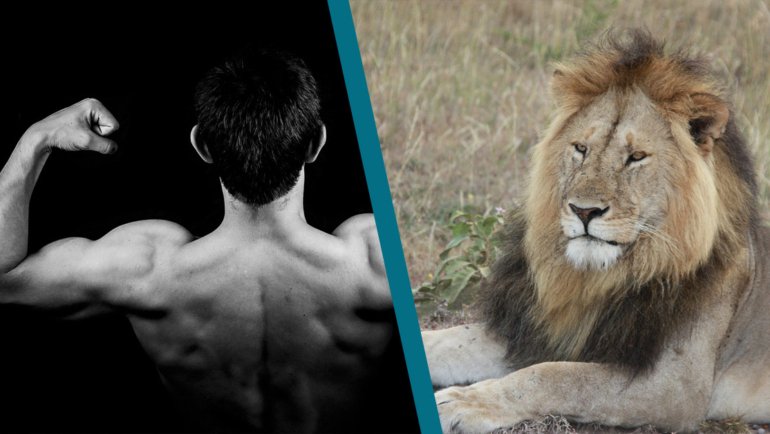 Man vs Lion