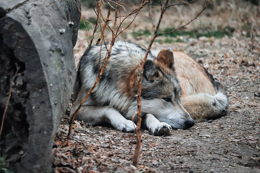 Mexican Grey Wolf