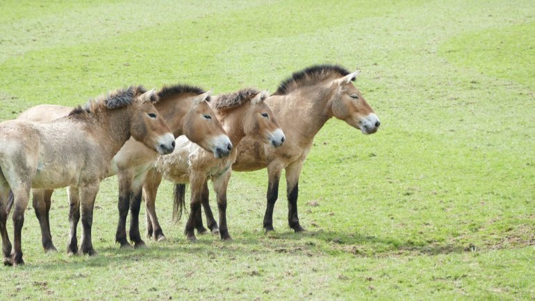 Mongolia Przewalski's Horse - National animal