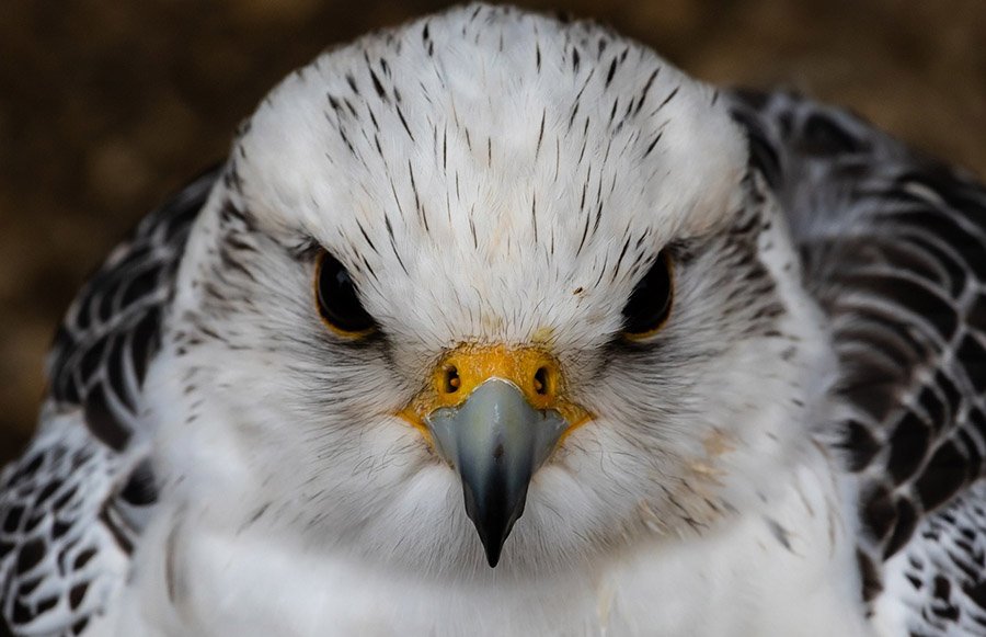 Mongolia Saker Falcon