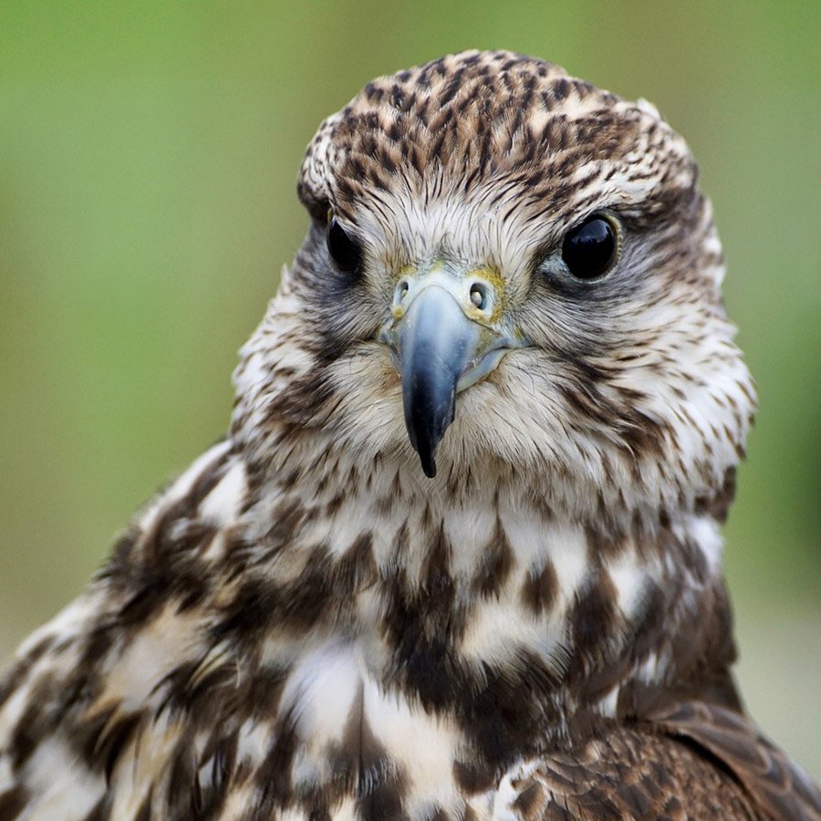 Mongolia Saker Falcon